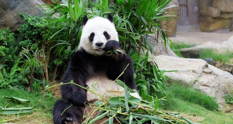 how much bamboo does a panda eat a day?