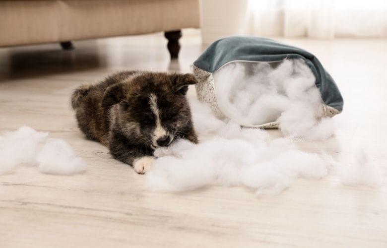 A Puppy Playing Cotton Pillow Filling