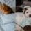 duvet vs quilt | cat and dog