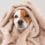 A Puppy Wrapped in a Fleece Blanket