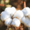 100 cotton vs. poly cotton