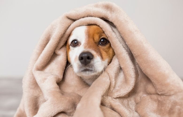 A Puppy Wrapped in a Fleece Blanket