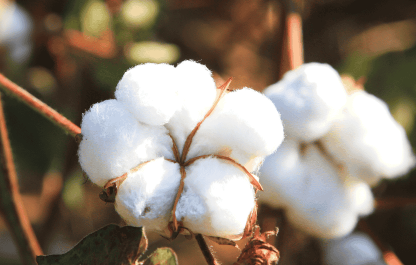 Poly Cotton vs. 100% Cotton Hotel Towels: Pros and Cons Compared